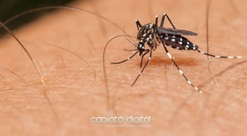 Cmo es el test rpido que desarrollan para detectar el dengue?